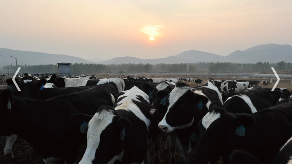 Rahasia di Balik Segelas Susu Greenfields!