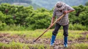 Petani Tajir Rp 952 Juta! Rahasianya?