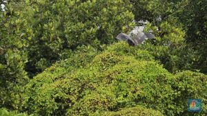 Indonesia Siap Panen Untung dari Hutan!