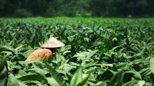 Petani Temukan Harta Karun 16 Kg Emas!