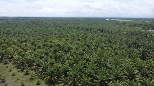 12 Juragan Sawit Terkaya RI, Siapa yang Paling Tajir?