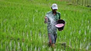 Petani Temukan Harta Karun! 16 Kg Emas!