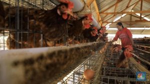 Anjloknya Penjualan Emiten Unggas & Sapi: Benarkah Daya Beli Masyarakat Jeblok?