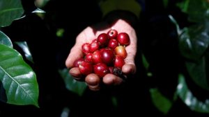 Kopi FORE Tantang Lonjakan Harga Kopi Global!