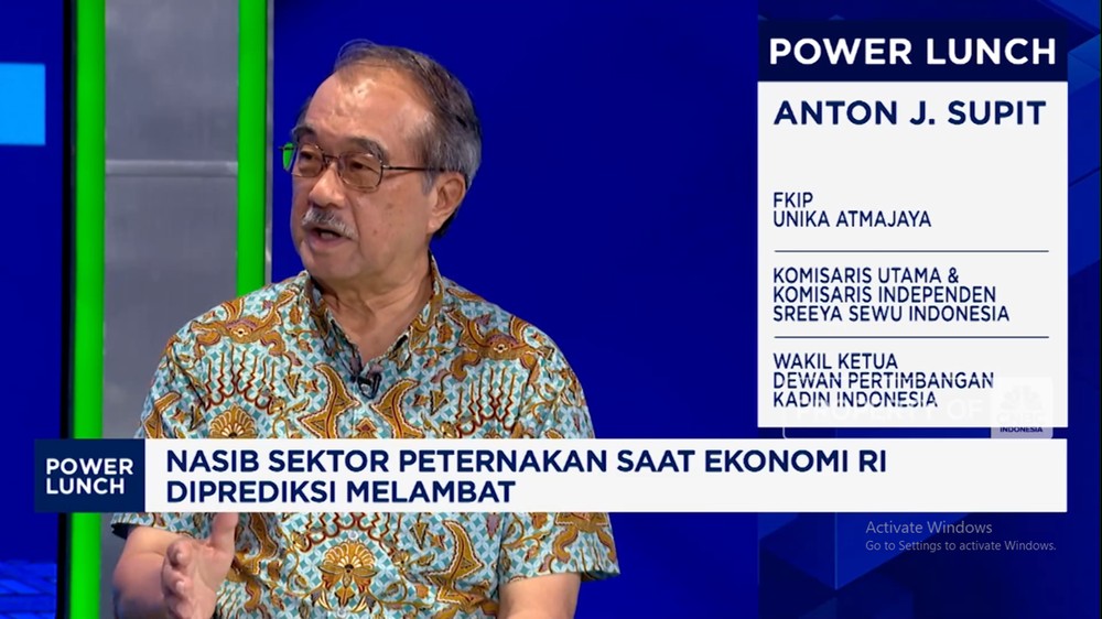 Bisnis Unggas Terpuruk! Oversupply Hantam Harga & Daya Beli