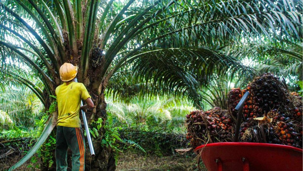 ANJT Lepas Dua Entitas Bisnis, Strategi Baru Pacu Kinerja?