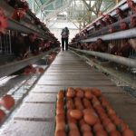 Dana Segar Rp20 T Guyur Peternak Ayam, MBG Makin Mantap?