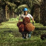 Sawit Dulu Dibuang, Kini Jadi Tambang Cuan 12 Konglomerat!