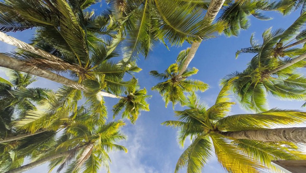 Proyek 'Gila' Pengusaha Lokal Ini Bikin Soeharto Terkesima!