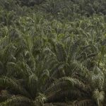 AALI Gelontorkan Rp1,4 T: Jurus Sawit Unggul di Tengah Badai Global!