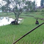 Rahasia Gelap Kekayaan Bupati Cianjur Terbongkar