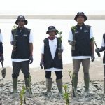 Terungkap Dampak Besar BRI Tanam 24 Ribu Mangrove