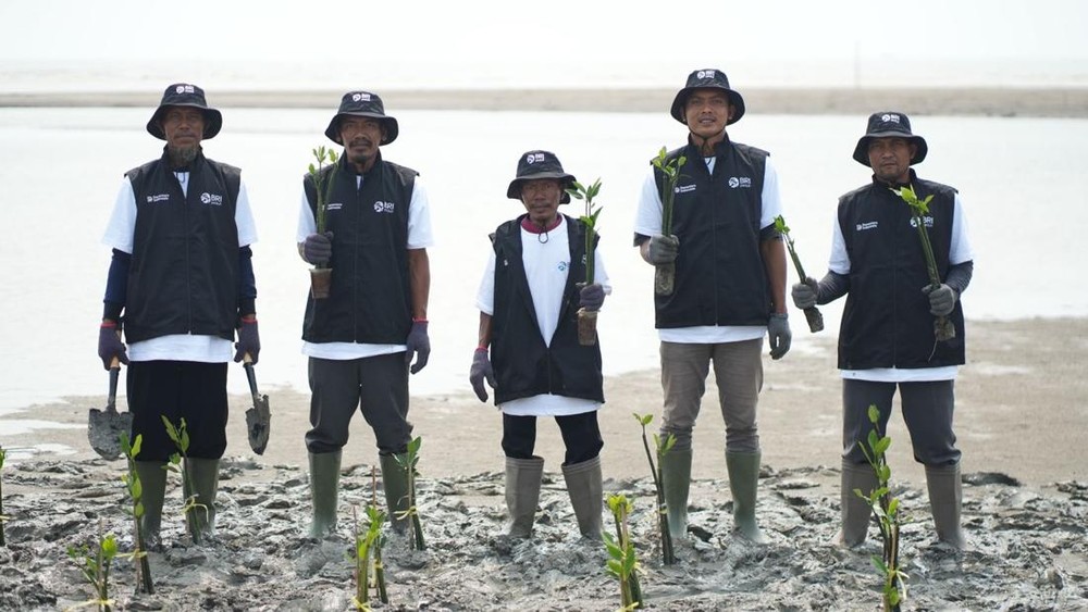 Terungkap Dampak Besar BRI Tanam 24 Ribu Mangrove