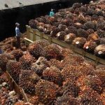 Duta Palma Ungkap Kejanggalan CPO JARR