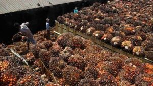 Duta Palma Ungkap Kejanggalan CPO JARR
