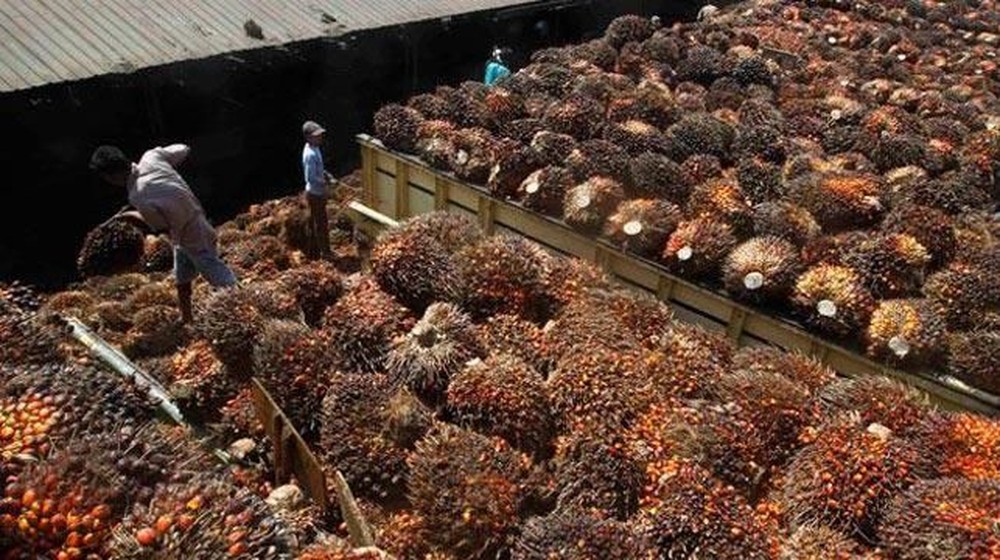 Duta Palma Ungkap Kejanggalan CPO JARR