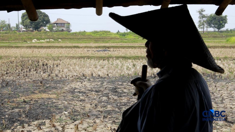 Harta Karun Emas Terbesar di Sawah Klaten